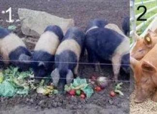 Особенности развития свиноводства в домашних условиях Как разводить свиней в домашних условиях